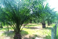 পামফল কেনার কেউ নেই, খাগড়াছড়ির পামচাষিদের মাথায় হাত