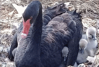 ব্ল্যাক সোয়ান পরিবারে নতুন ৬ সদস্য