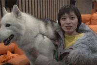 চীনে কুকুরের জন্য এতো আয়োজন কেন?