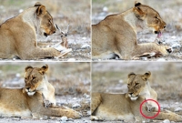 হরিণ সিংহের প্রিয় শিকার কিন্তু সেই হরিণের বাচ্চাকে কাছে পেয়ে মায়ের সেবা দিচ্ছে সিংহ!