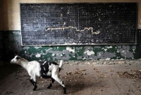 শিক্ষার্থী নয়, ক্লাসরুমে ছাগল ঘুরতে দেখলেন শিক্ষামন্ত্রী!