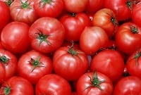 টমেটোর কেজি মাত্র ১ টাকা!