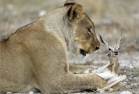 বিরল ঘটনা, সিংহীর আদরে বড় হচ্ছে হরিণ শাবক!
