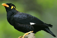 জানেন, পোস্ট মর্টেমের বাংলা নাম ময়না তদন্ত কেন?