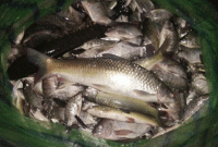 কয়লার বদলে খনি থেকে উঠল ৬০ কেজি রুই-কাতলা-চিংড়ি