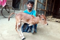 দিনাজপুরে দুই পা বিশিষ্ট বাছুরের জন্ম!