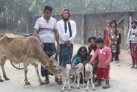 যশোরের চৌগাছায় একসাথে লাল্টু, মন্টু ও ঝন্টুর জন্ম দিলো কাজলি!