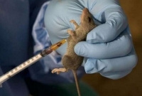 এবার ইঁদুর থেকে ছড়াল মা'রা'ত্মক ভাইরাস, ৭০ জনের মৃত্যু