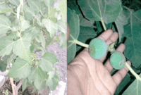 খুলনার মাটিতে বেড়ে উঠছে পবিত্র কোরআনে বর্ণিত সেই তীন গাছ