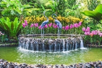 সিঙ্গাপুরে অর্কিডের নাম হবে শেখ হাসিনা