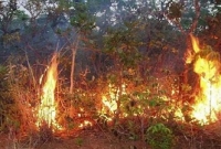 রোহিঙ্গা ক্যাম্প সংলগ্ন টেকনাফ পাহাড়ি বনের ৪০ স্থানে আগুন