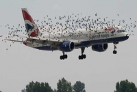 এক ঝাঁক হাঁস উড়ে এসে আছড়ে পরে, তারপর ১৫৫ জন যাত্রীকে যেভাবে বাচাঁলেন পাইলট