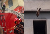 একটি চড়ুই পাখিকে বাঁচাতে ছুটে এলো ফায়ার সার্ভিসের দুটি গাড়ি, তাও বাংলাদেশে!