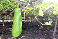 এক লাউ নিয়ে ভয়াবহ সংঘর্ষ, আহত অর্ধশতাধিক