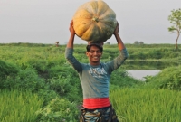 জাম্বো সাইজের মিষ্টি কুমড়ায় নজর কারছে আড়িয়াল বিল