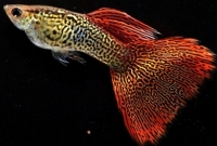 মশা মারতে এবার ঢাকার ড্রেনে ছাড়া হলো ১০ হাজার মাছ