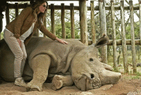 যে কারণে পৃথিবীতে আর কখনোই জন্মাবে না সাদা গন্ডার!