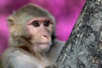 মায়ের পাশ থেকে শিশু নিয়ে উধাও বানর, এরপর কী হল?