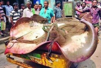 জালে ধরা পড়েছে সাড়ে ৭ মণ ওজনের ‘শাপলা পাতা’ মাছ!