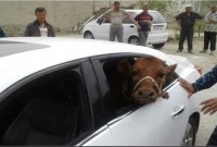 বিলাসবহুল গাড়ি দিয়ে চুরি করা হচ্ছে গবাদিপশু