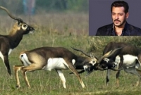 কী সেই কৃষ্ণ হরিণ যার জন্য সালমান খান জেলে?