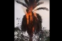 বরিশালে বজ্রপাতে খেজুর গাছে দাউ দাউ আগুন!