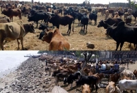 রোহিঙ্গা সংকটের সাথে সাথে মিয়ানমার থেকে গরুর আমদানি বেড়েছে