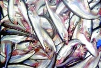 ইলিশের শূন্যতা মেটাচ্ছে বাংলাদেশের পাবদা