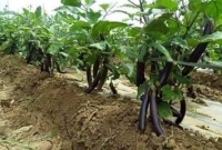 আদালতে নয় বছর ধরে চলেছে বেগুন চুরির মামলা!