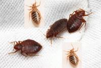 যন্ত্রণাদায়ক ছোট্ট পতঙ্গ ছারপোকা তাড়ানোর সহজ উপায় জেনে নিন