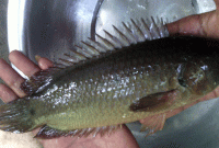 এক কৈ মাছ কেড়ে নিলো যুবকের প্রাণ