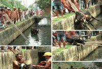 এবার ড্রেনে পড়া গরু উদ্ধার করলো ফায়ার সার্ভিস এবার ড্রেনে পড়া গরু উদ্ধার করলো ফায়ার সার্ভিস
