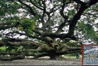 তিন বিঘা জমি দখল করে নিয়েছে ২১০ বছরেরও বেশি পুরোনো এই আমগাছ!