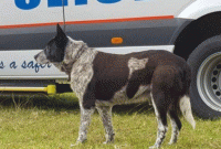 ছোট্ট শিশুকে কীভাবে আগলে রাখল অন্ধ কুকুর? মন ছুঁয়ে যায় এই ঘটনায়...