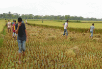 ছাত্রদের দিয়ে নিজ জমির ধান কাটালেন শিক্ষক, ছাত্রীদের বাড়িতে এনেছেন রান্নার জন্য
