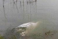 লঞ্চের কেবিনে বন্ধুকে হত্যা, এরপর বস্তায় ভরে লাশ নদীতে