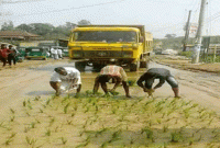 ‘উস্তাদ ব্রেক, সামনে ধান ক্ষেত’