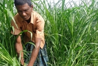 ঘাসেই মিললো কোটি টাকা!