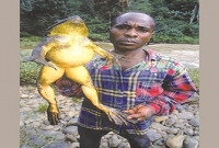 তিন ফুট লম্বা পৃথিবীর সবচেয়ে বড় ব্যাঙ, ওজন তিন কেজির বেশি!