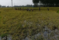 কালবৈশাখীর তাণ্ডবে কৃষকের স্বপ্ন ভঙ্গ