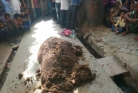 সাপের বিষ থেকে বাঁচাতে নারীকে ৭৫ মিনিট গোবর চাপা! অতঃপর...