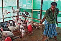 যেভাবে দুলাল মিয়াকে সাফল্য এনে দিল টার্কি