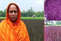 বেগুনী রংয়ের ধান নিয়ে দেশ ব্যাপী আলোড়ন!