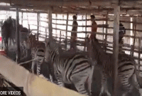 যশোরে গরুর হাটে বিক্রির জন্য আনা হলো ১০ জেব্রা