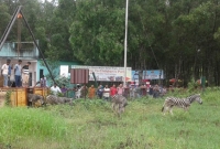 উদ্ধার হওয়া সেই জেব্রাগুলো এখন বঙ্গবন্ধু সাফারি পার্কে