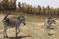 সেই আট জেব্রা গাজীপুরে মনের আনন্দে ঘুরে বেড়াচ্ছে