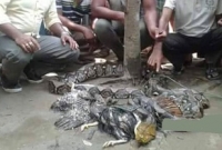 মুরগি খেতে এসে ধরা পড়ল বিশালাকার অজগর মুরগি খেতে এসে ধরা পড়ল বিশালাকার অজগর
