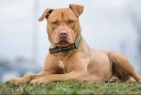 'আমার কুকুরটা আমাকে গুলি করেছে!'