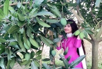 আমের রাজ্যে এই এক ডানাকাটা পরী