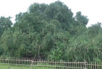 দুই বিঘা জুড়ে এই আমগাছটি এশিয়ার বৃহত্তম! 